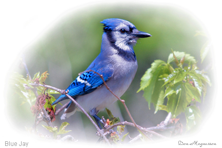BlueJay Picture