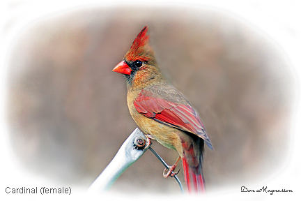 Female Cardinal Picture