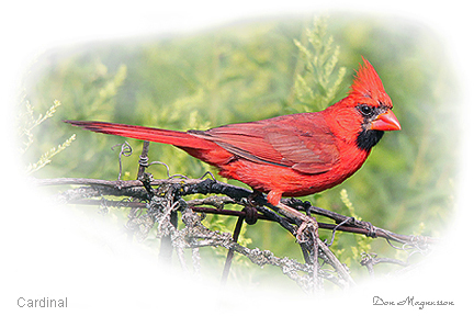 Cardinal Picture
