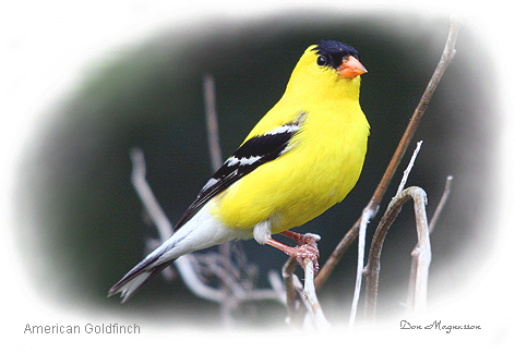 American Finch Picture